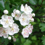 12	Rosaceae (crat like): Agri, Crat, Frag, Prun-s, Rubu-f, Rubu-i, Sanguis, Spirae