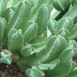 26	Euphorbiaceae (manc like): Acal, Croto-t, Euph, Hura, Manc, Merl, Ric, Still